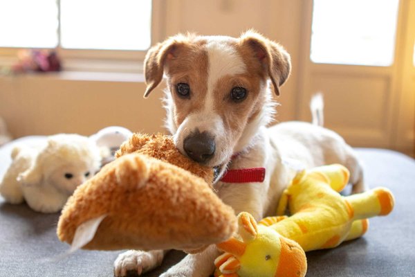 What Are the Best Types of Toys for a Dog's Cognitive Development?